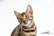  Bengal Zucht Dresden